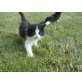 Angora/europä.Kurzhaarkatze - Kater