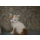 Angora/europä.Kurzhaarkatze - Kater