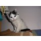 Angora/europä.Kurzhaarkatze - Kater