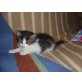Angora/europä.Kurzhaarkatze - Kater