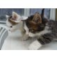 Angora/europä.Kurzhaarkatze - Kater
