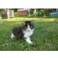 Angora/europä.Kurzhaarkatze - Katze