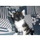 Angora/europä.Kurzhaarkatze - Katze