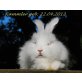 Angora - männlich