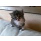Angora und Hauskatze - Kater