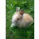 Angora - weiblich