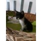 Angoramischlinge, Angoramischlinge - Kater
