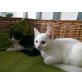 Angoramischlinge, Angoramischlinge - Kater