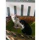 Angoramischlinge, Angoramischlinge - Katze