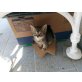 Angoramischlinge - Kater
