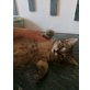 Angoramischlinge - Kater