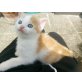 Angoramischlinge - Kater