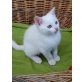 Angoramischlinge - Katze