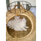 Angoramischlinge - Katze