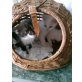 Angoramischlinge - Katze