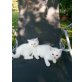 Angoramischlinge - Katze