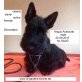 Angus Aristocrat  und Alan Advocate, Scottish Terrier - Rüde