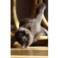 Angus, Britisch Kurzhaarkatze - Kater