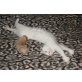 Anhänglicher , quirliger Kastrat suchen dich, Türkische Van Katze - Kater