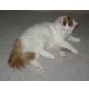 Anhänglicher , quirliger Kastrat suchen dich , Türkische Van Katze - Kater