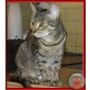 Anika, kleine Tiger-Schönheit - Katze