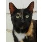 Anima, zarte Seele sucht Geborgenheit - Katze