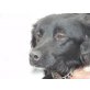 Anita, Bordercollie Mix - Hündin