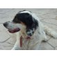 Anita, Setter-Mix - Hündin