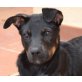 Anita, dt. Pinscher Mischling Welpen - Hündin