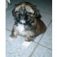 Anja, Afra, Adam usw., Shih Tzu Welpen - Hündin