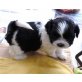 Anja, Angi usw., Shih Tzu Welpen - Hündin