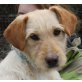Anja, Griffon Labrador Mix - Hündin