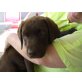 Anja, Labrador Retriever Welpen - Hündin