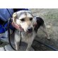 Anja - ein echter Sonnenschein, Schäferhundmix - Hündin