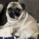 Anja, kleine Mopslady sucht ihr Kuschelsofa, Mops - Hündin