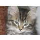 Anjana, Sibirische Katze - Katze