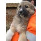 Anjo, Maremmano - Schäferhund Mix Welpen - Rüde