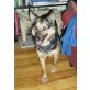 Anka, Deutscher Schäferhund - Hündin