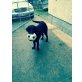 Anka, Flat Coated Retriever - Hündin