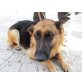 Anka, tolle Hündin, Deutscher Schäferhund - Hündin