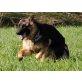 Ann vom Klein Kapellenberg, Deutscher Schäferhund - Hündin