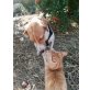 Anna, Beagles-Mischling - Hündin