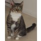 Anna, Hauskatze - Katze
