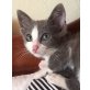 Anna, Mischling - Katze