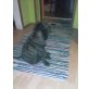 Anna, Shar Pei - Hündin