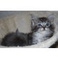 Anna, Sophie und Will, Maine Coon - Katze
