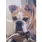Annabell 3, Englische Bulldogge - Hündin