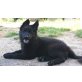 Annabell, Altdeutsche Schäferhunde Welpen - Hündin