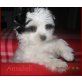 Annabell, Bieweryorkie-Bolonka Zwetna-Papillon Welpen - Hündin