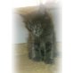 Annabell, Maine Coon - Katze